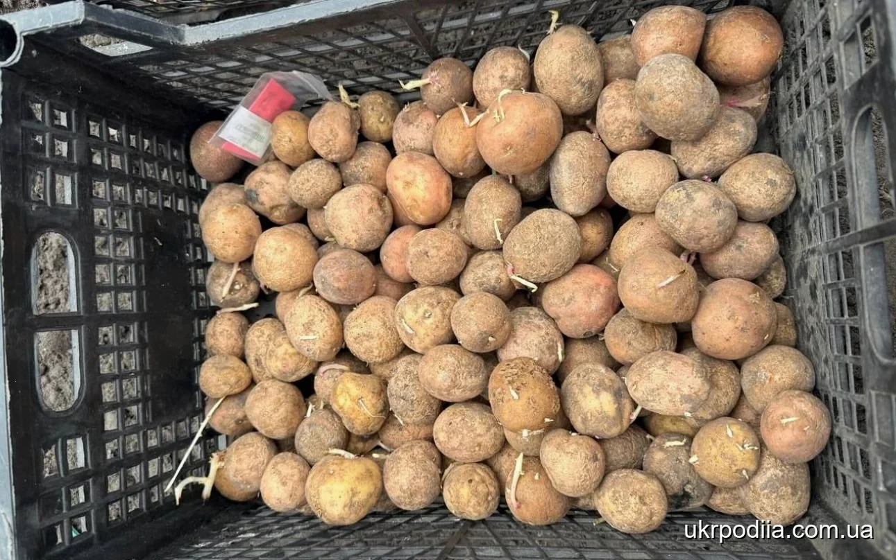 сорт картоплі