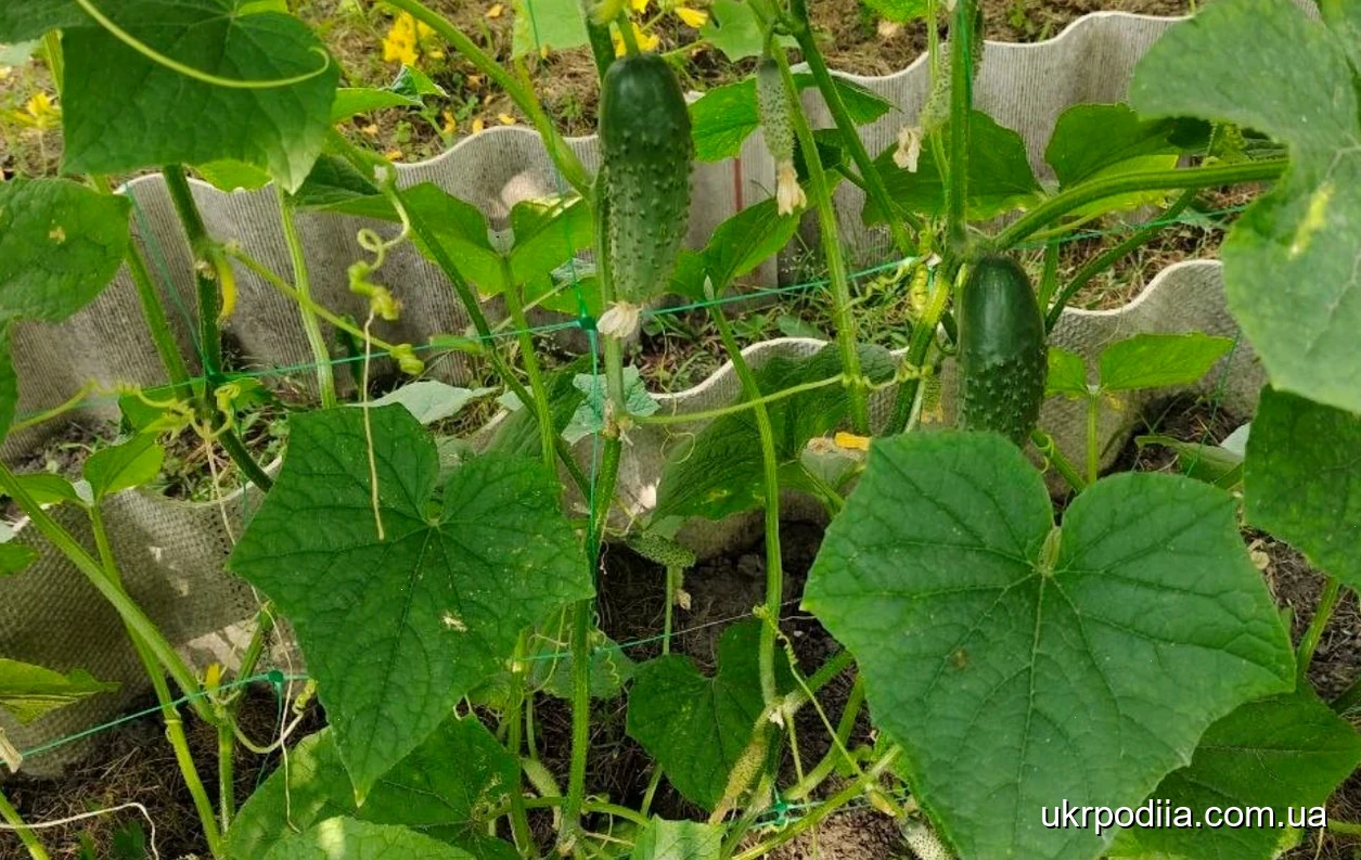 тепла грядка з гноєм