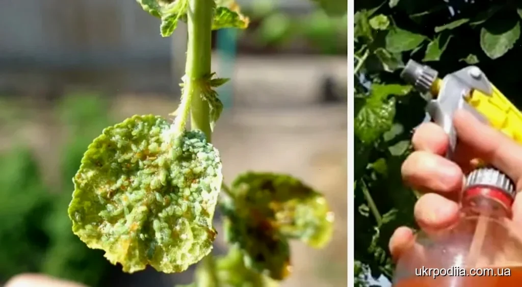 захистити сад від попелиці