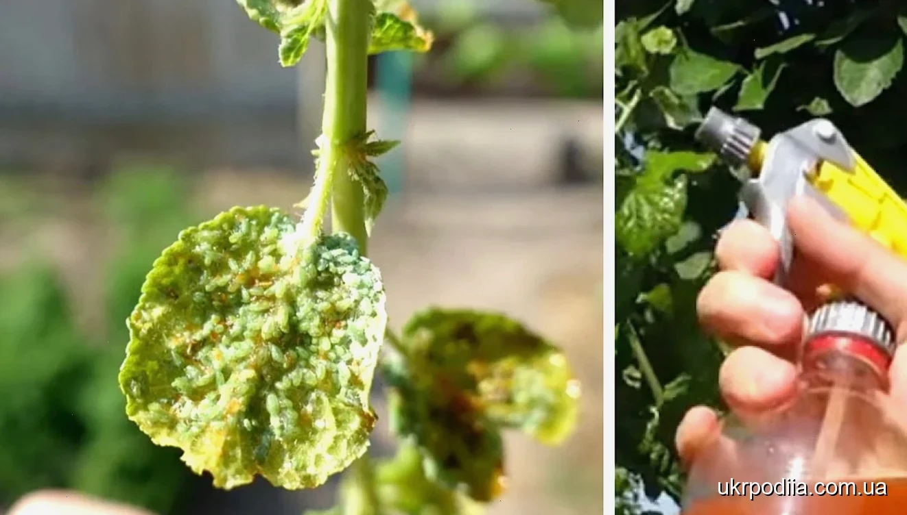 захистити сад від попелиці