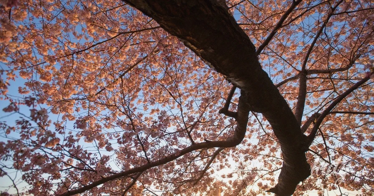 гороскоп на 6–12 квітня 2026 року