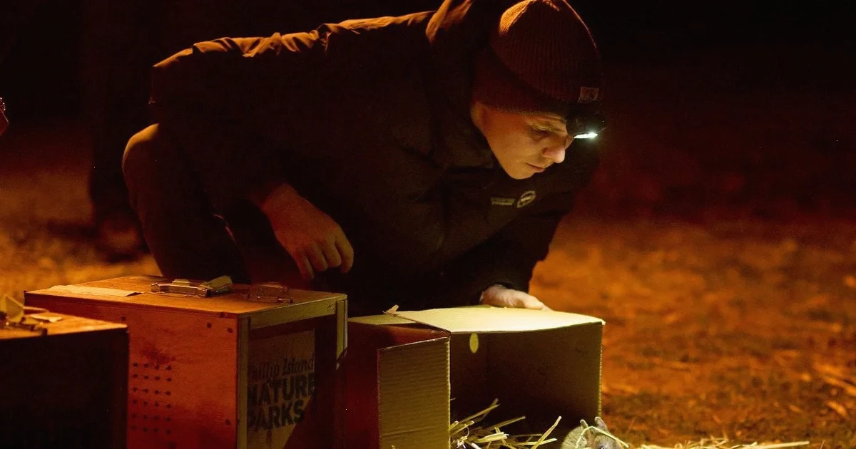 Новина про відновлення популяції східного бандикута в Австралії