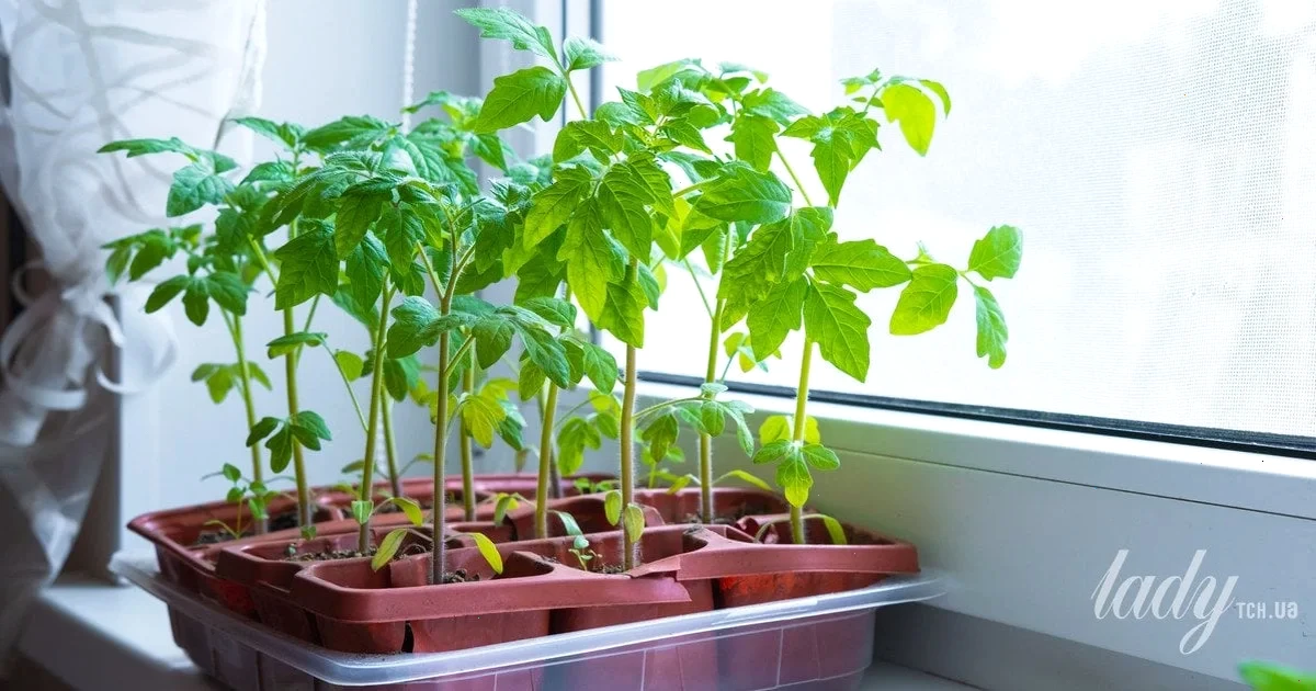 Як врятувати витягнуті томати: простий метод для садівників