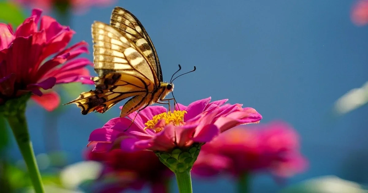 Новина: Травень в Україні буде прохолодним