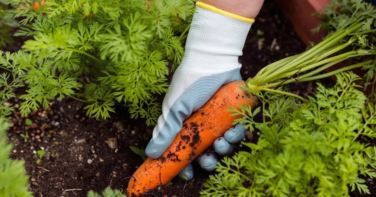 Новина про найефективніші домашні добрива для моркви