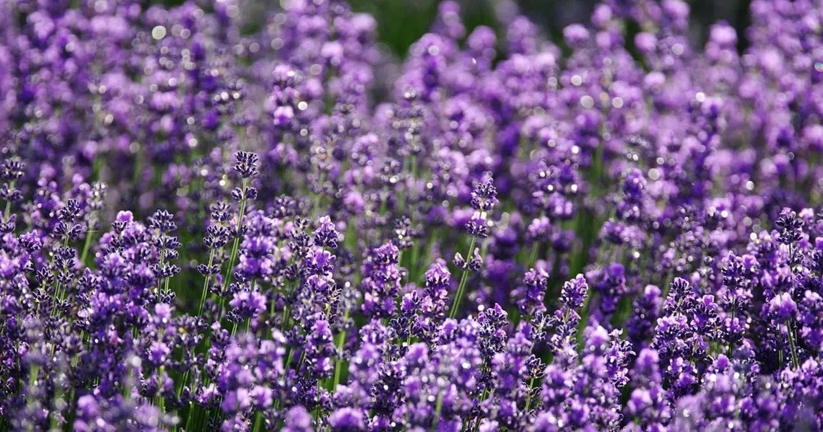 Правила догляду за лавандою: метод 8:8:8