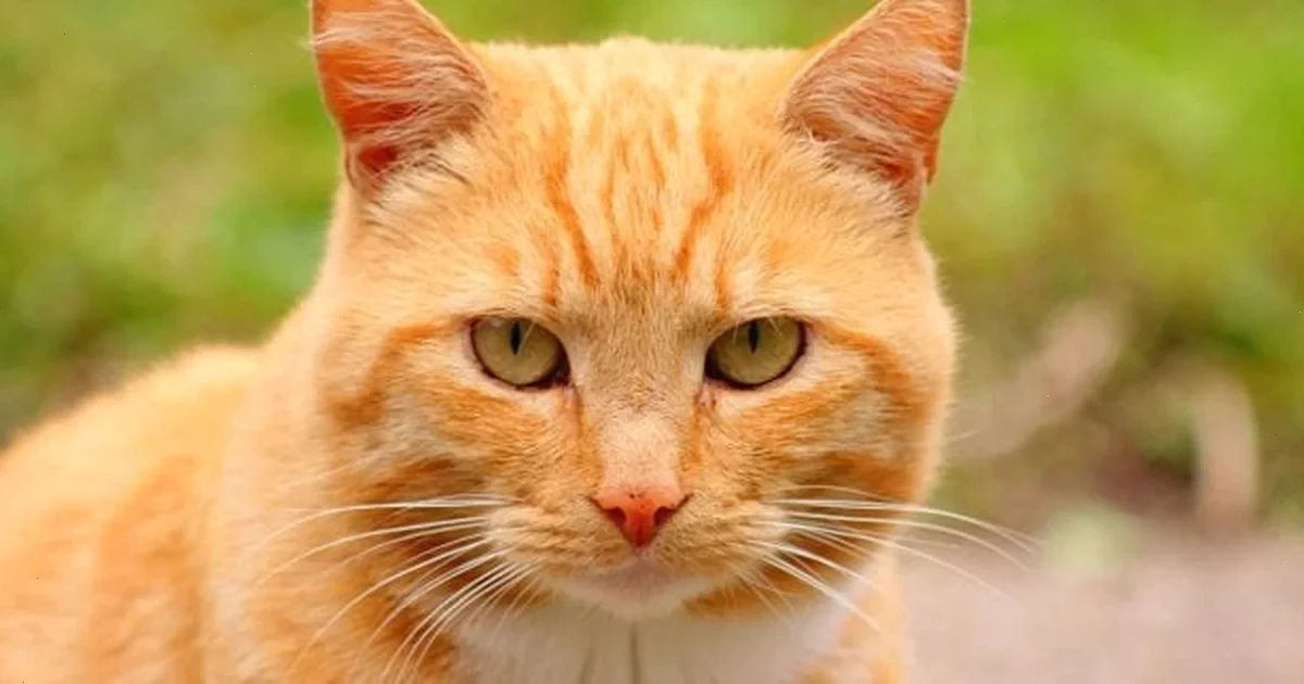 У зоопарку Мехіко викрили рудого кота, що краде їжу у бенгальського тигра