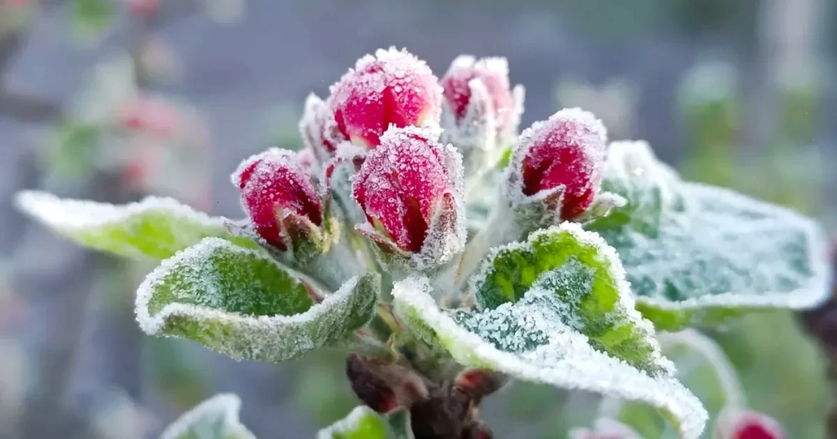 Холодна весна в Україні: прогноз погоди на найближчі дні