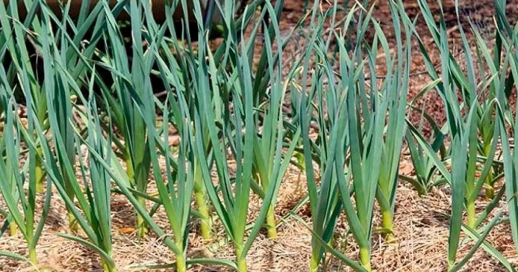 Ефективні способи підживлення часнику в холодну весну