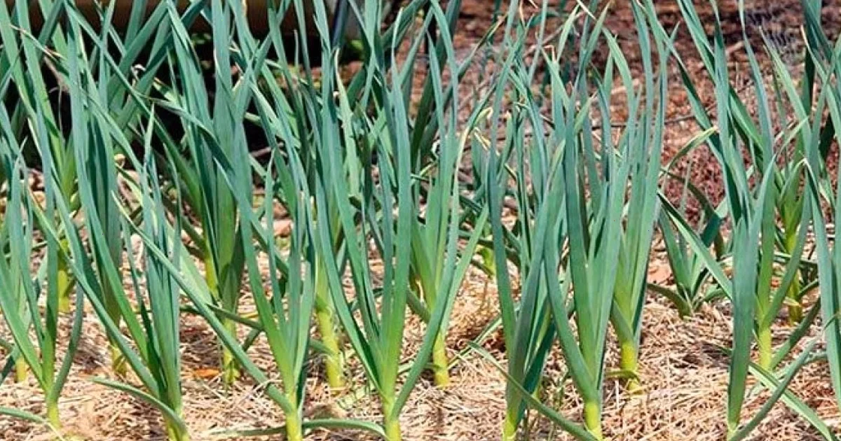 Ефективні способи підживлення часнику в холодну весну