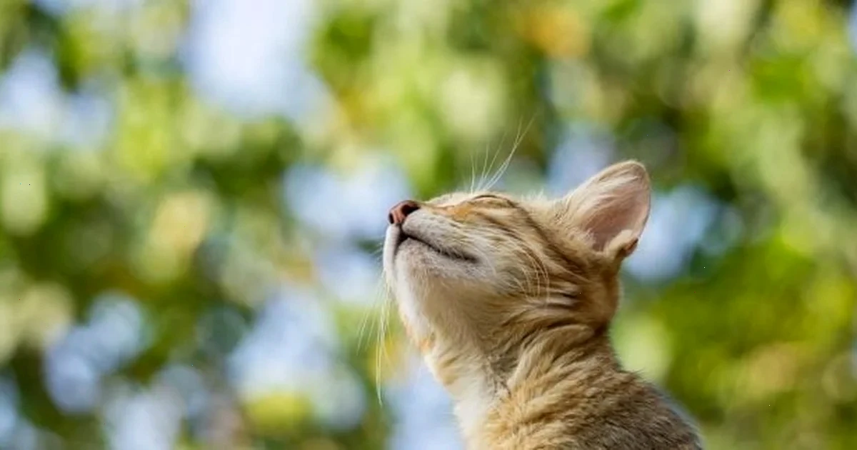 Коли в Україні нарешті потеплішає: синоптикиня поділилася прогнозом