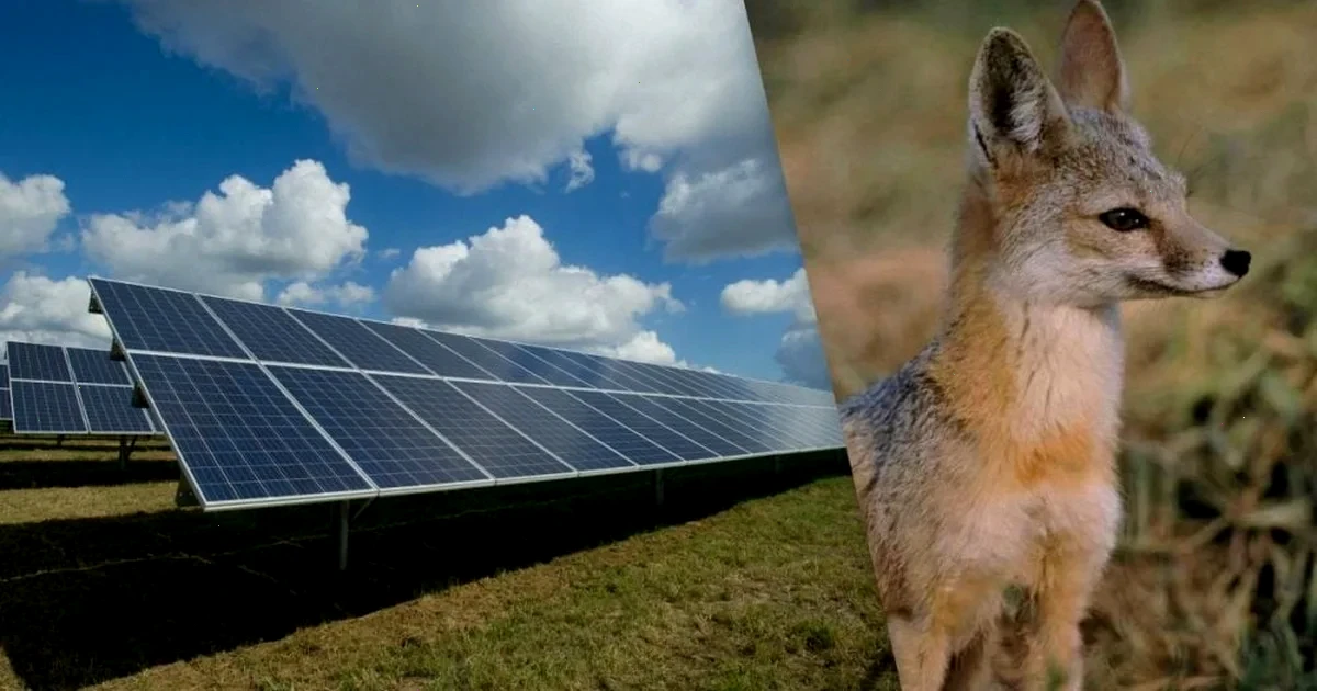 Лисиці проникли на сонячну електростанцію, і вчені виявили несподівані результати