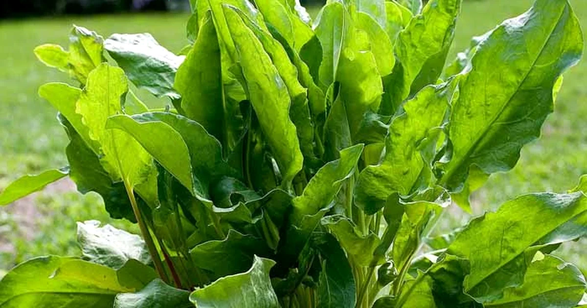 коли і як саджати щавель