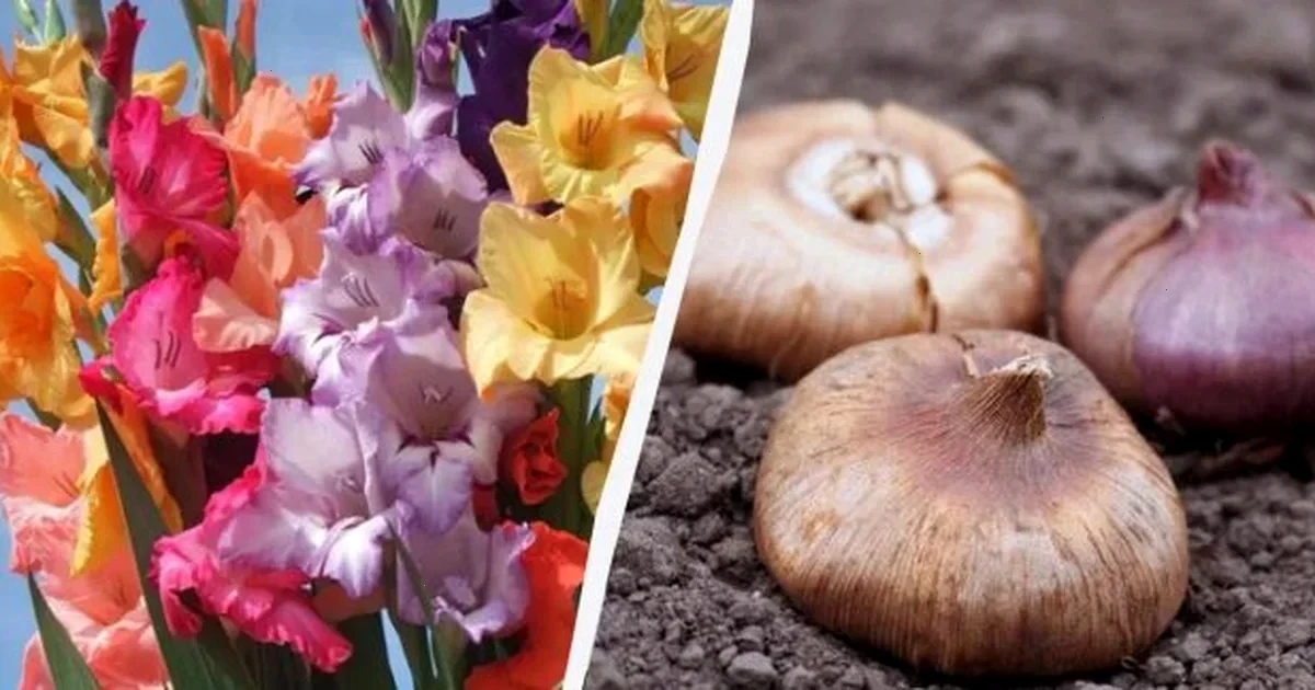 коли садити гладіолуси