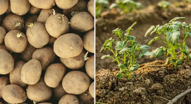 коли садити картоплю навесні