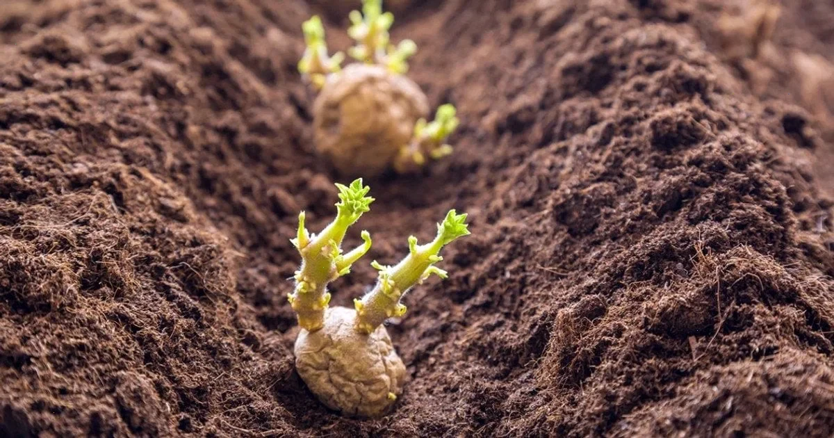 коли садити картоплю в квітні 2026