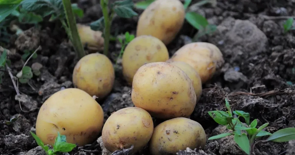 коли садити картоплю в травні 2026