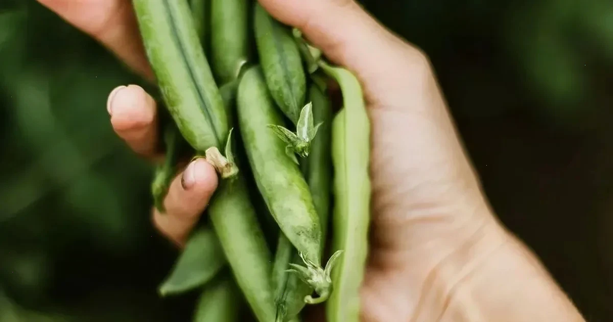 коли сіяти горох у відкритий ґрунт