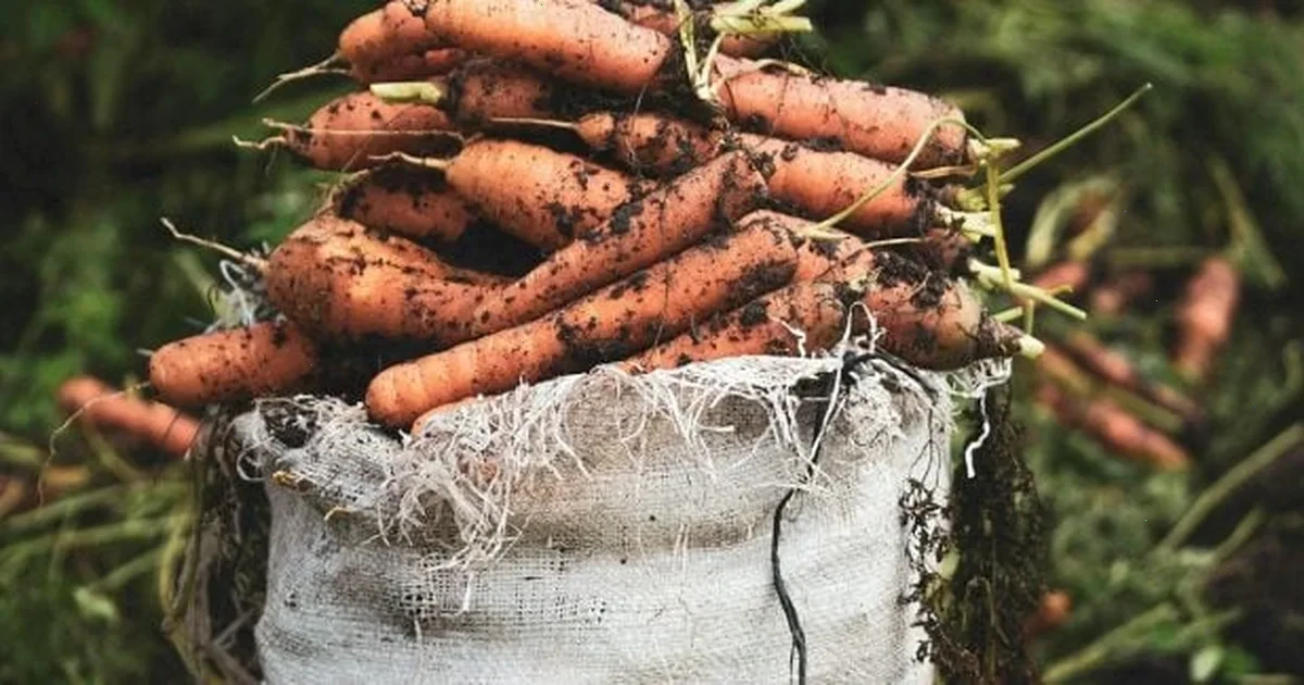 коли сіяти моркву навесні