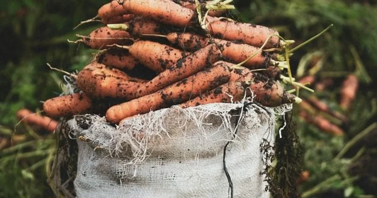 коли сіяти моркву навесні