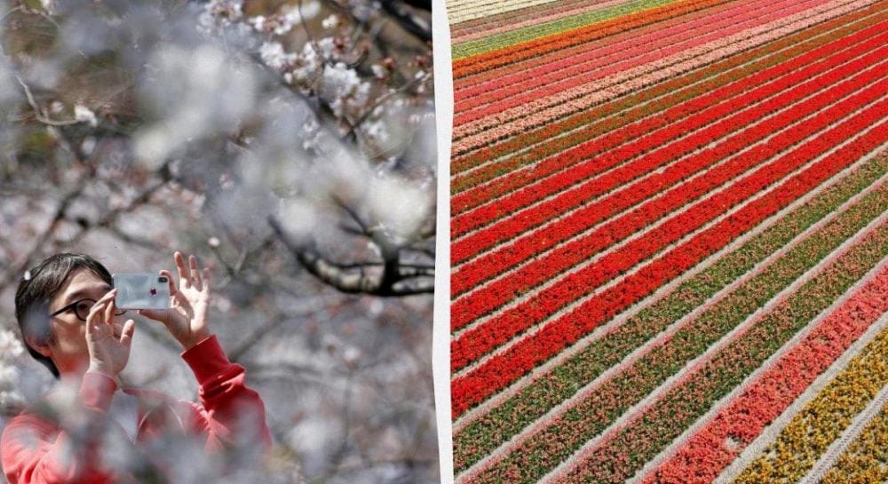 Квітковий туризм став одним із головних трендів 2026 року: 5 найкращих місць у світі для подорожей