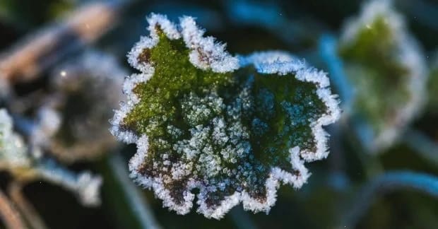 Майже всю Україну скують заморозки: "мінуси" оминуть лише кілька областей (карта)