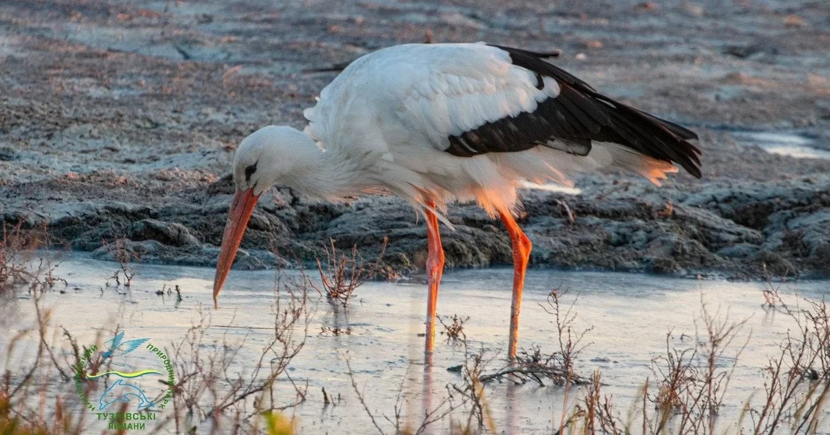 масова зупинка лелек в Одещині