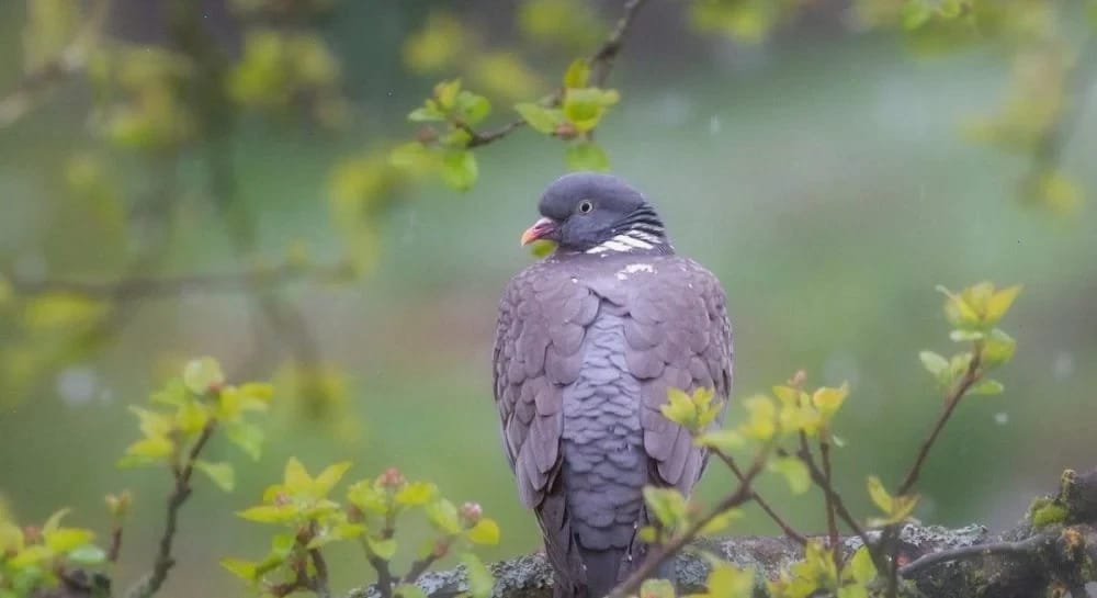 На вихідних в Україні потеплішає до +13°...+15°: яким областям пощастить