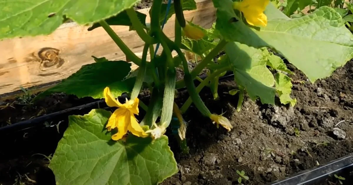 на якій відстані садити огірки