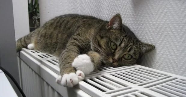 "Можемо молитися на погоду": нардеп попередив, що наступна зима буде ще важчою