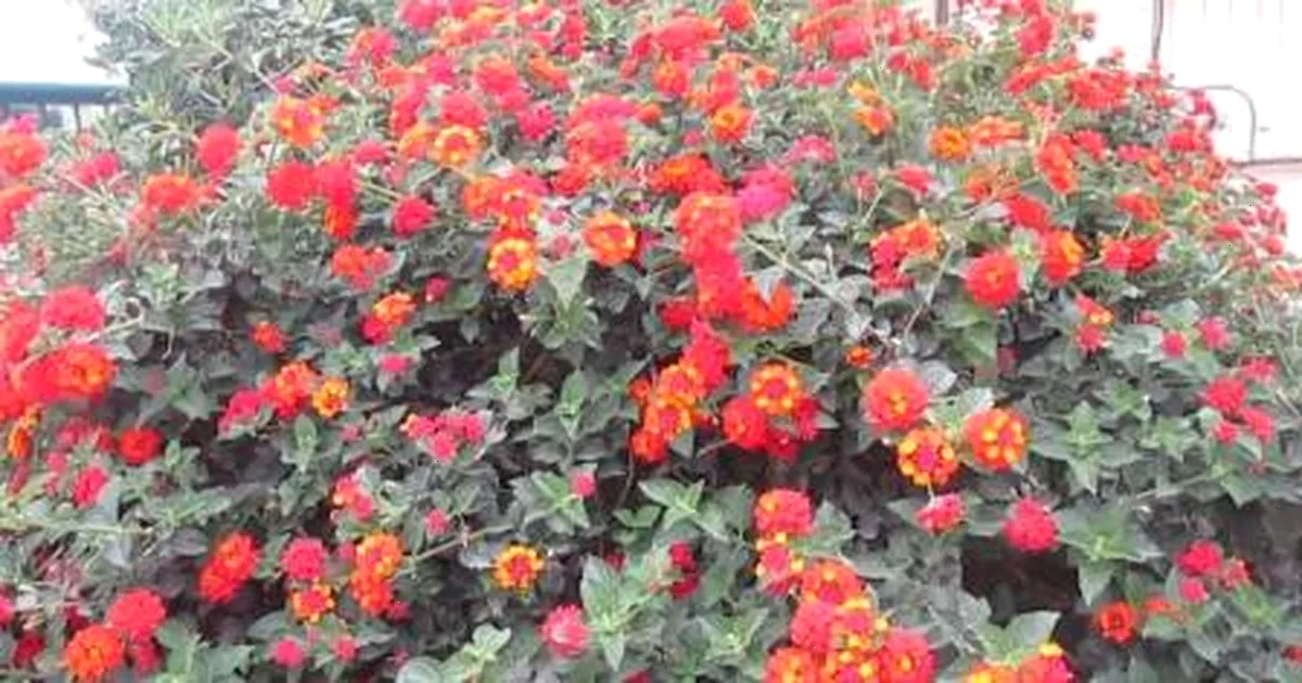 найкраща квітка для балкона