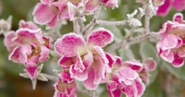 Нове похолодання поверне до України заморозки: коли чекати "мінусів"