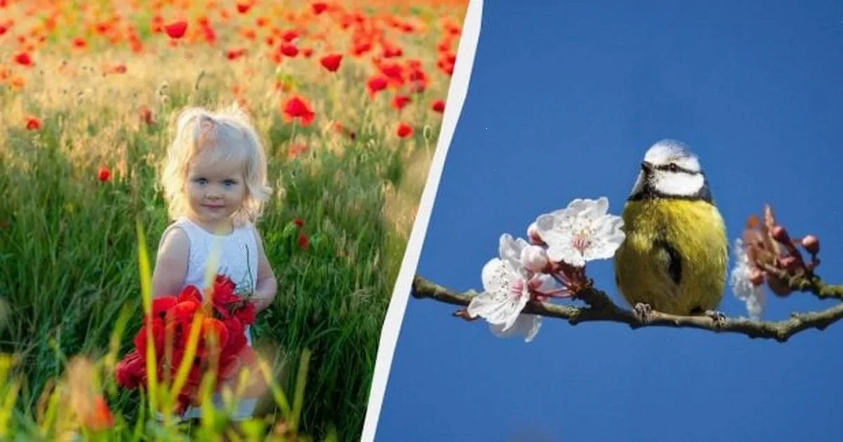 обряд на здоров'я