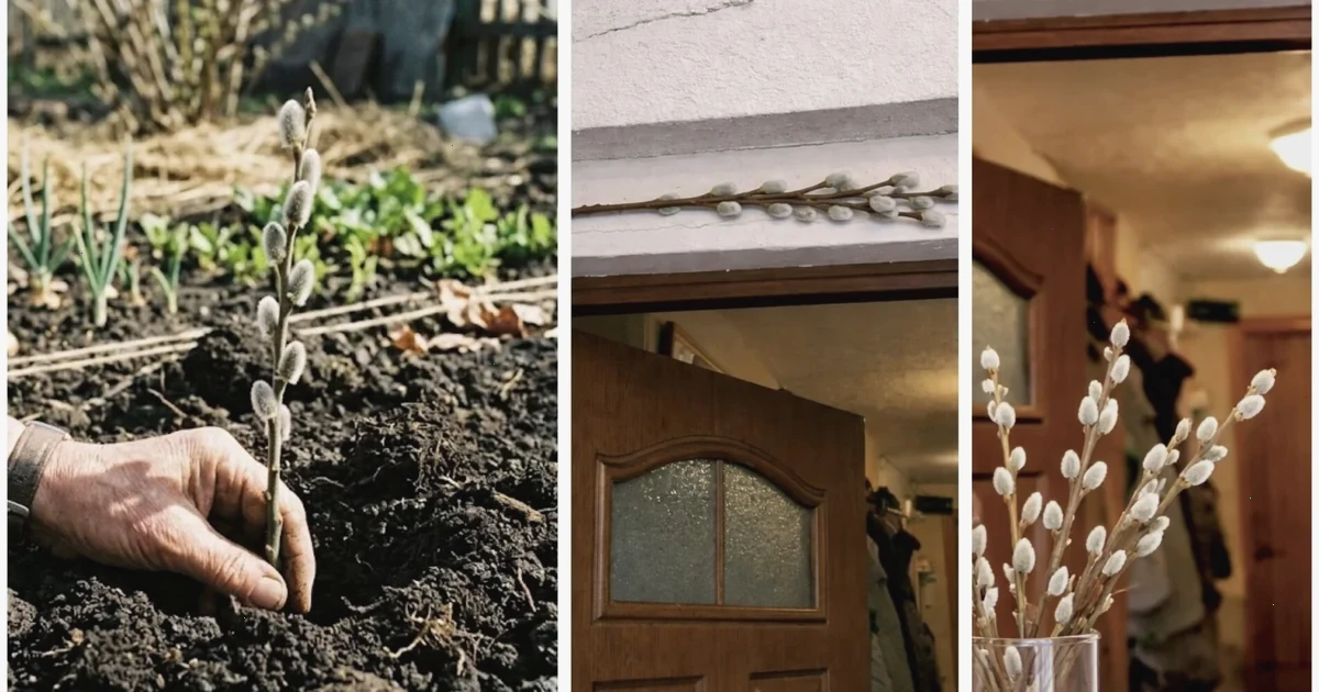 освячена верба традиції