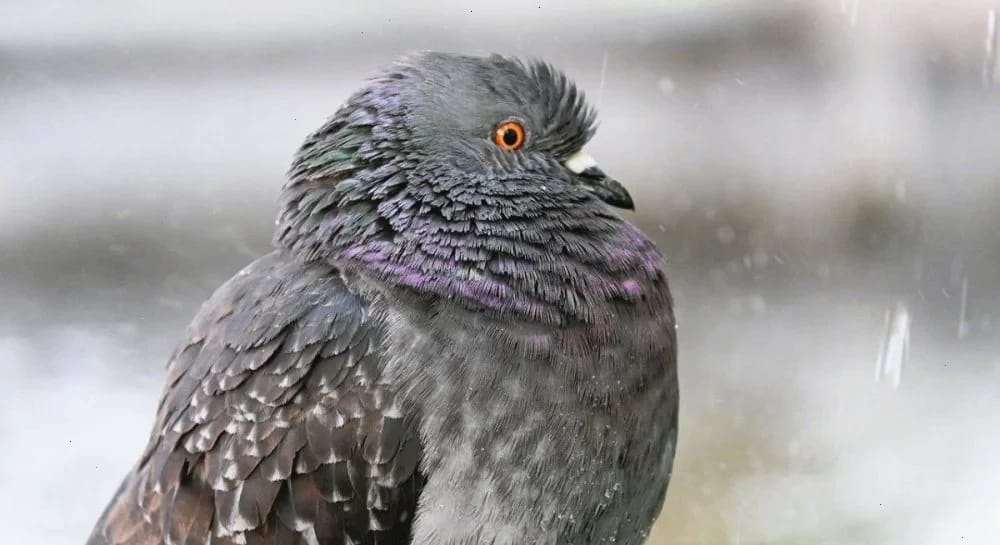 Перед вихідними дощів в Україні побільшає, температура почне знижуватися