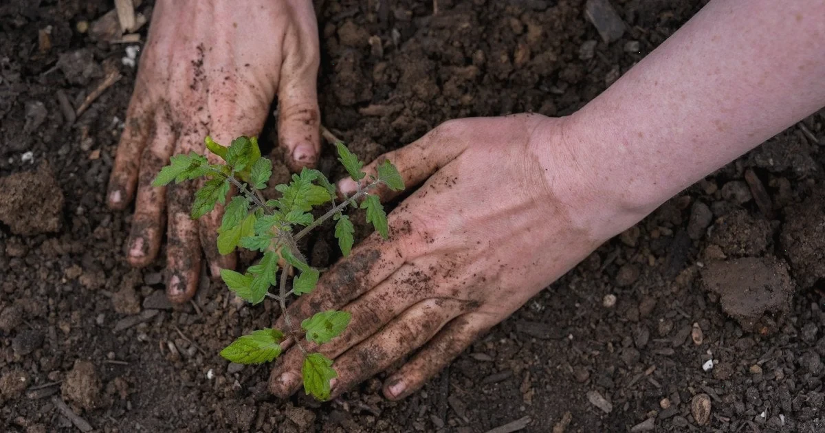 підживлення розсади перцю та томатів