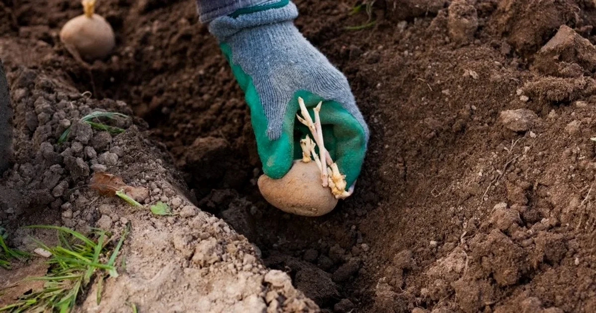 погода в Україні, садити картоплю, потепління, заморозки, Черкаський гідрометцентр