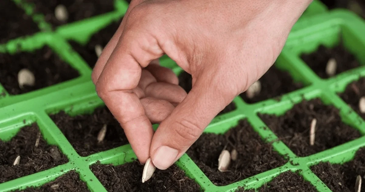 посів гарбуза на розсаду