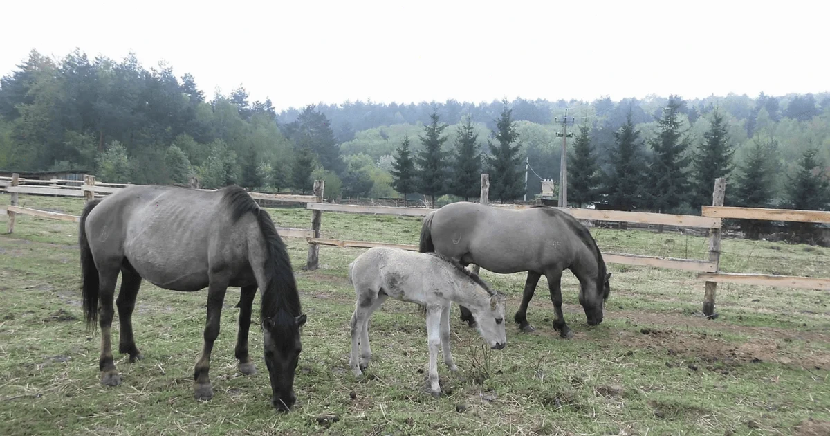 повернення тарпанів в Україну