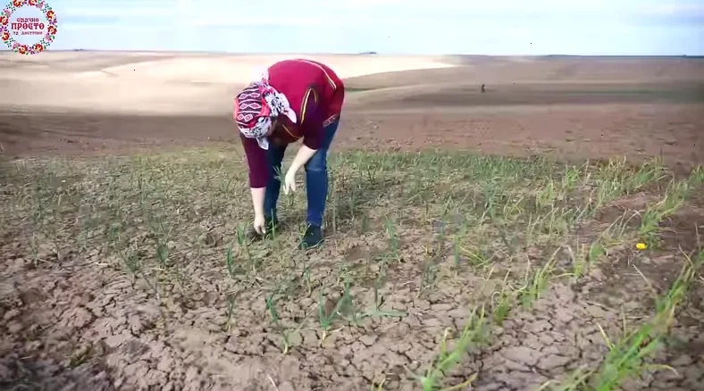 зелений борщ з щавлем — крок 2, покроковий рецепт