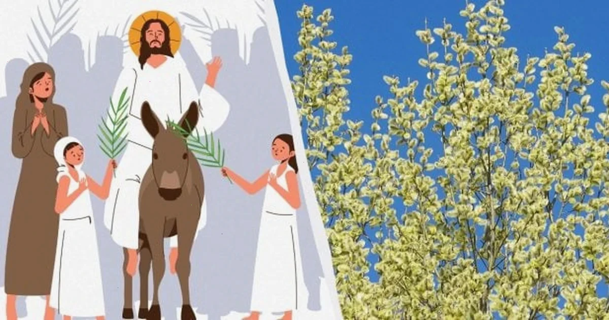 різниця між вербою та івою