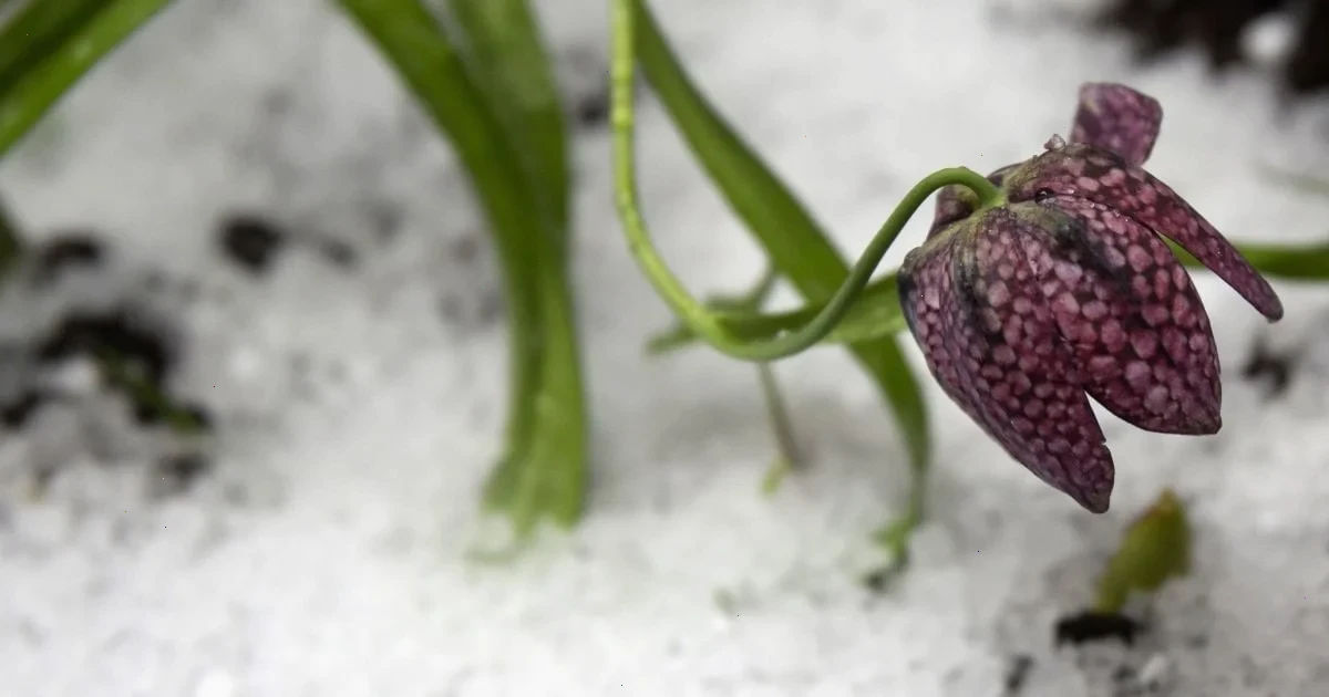 сильні заморозки в Україні