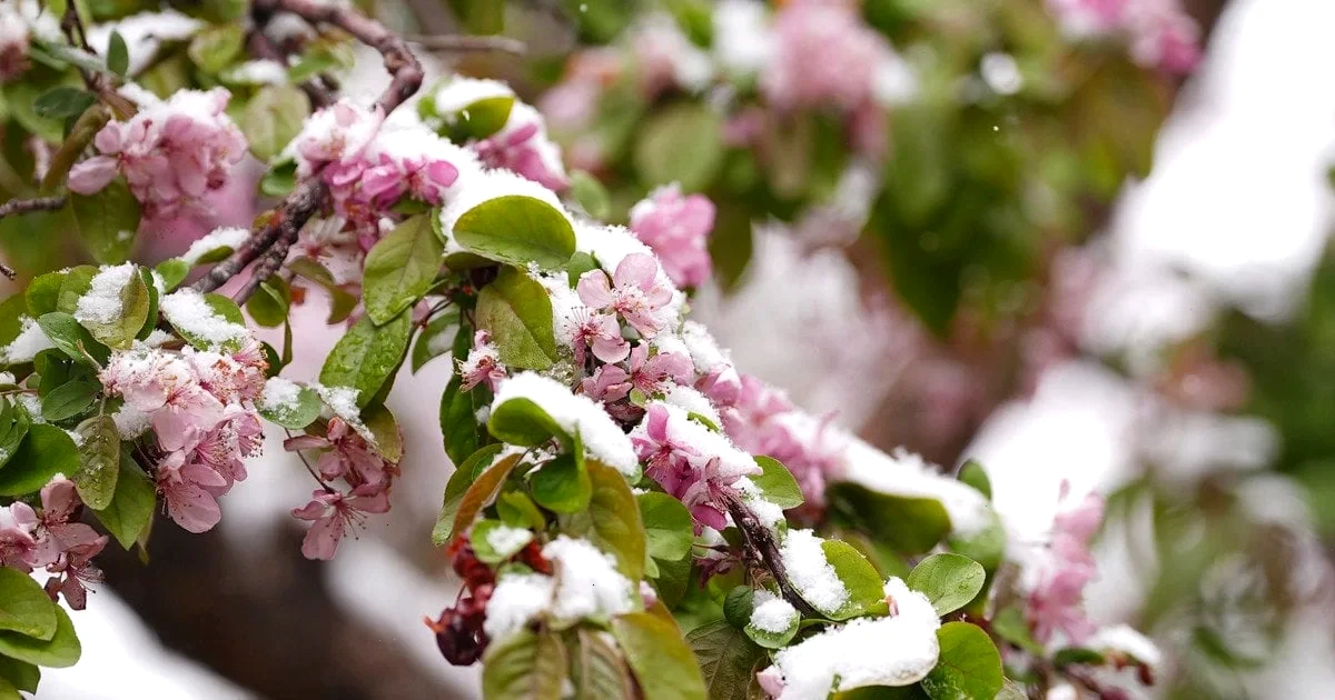 сильні заморозки в Україні