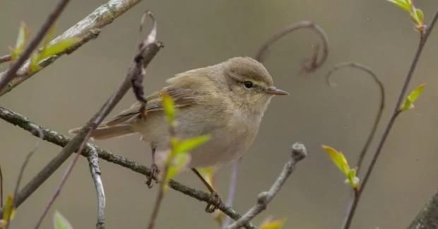 Суттєвого тепла поки чекати не варто: синоптик засмутив українців прогнозом