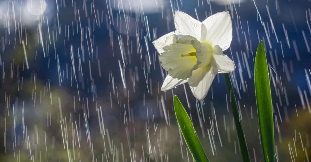 Синоптик розказав про дощі, вітер та похолодання в Україні: де зіпсується погода