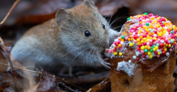 Синоптик розказав, яка погода буде в Україні на великодні вихідні