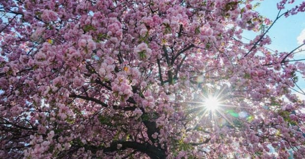 Синоптикиня Діденко потішила українців прогнозом на 15 квітня, але є нюанс