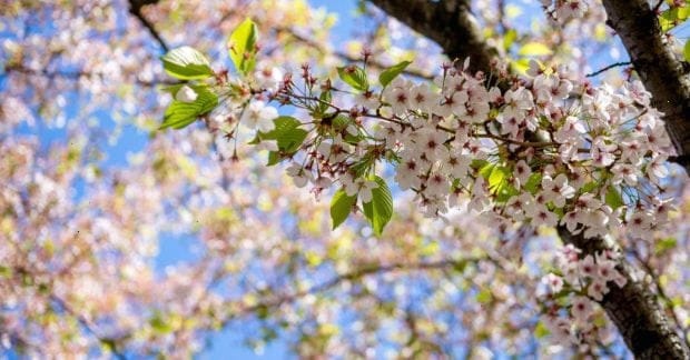 Чи потепліє в Україні наступного тижня: синоптикиня дала прогноз