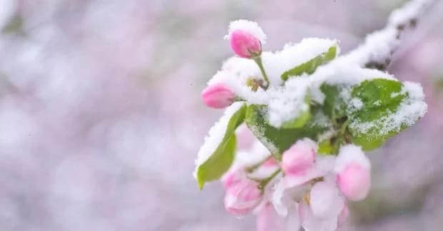 Мокрий сніг, дощі, похолодання та сильний вітер атакують Україну 26 квітня, - синоптикиня