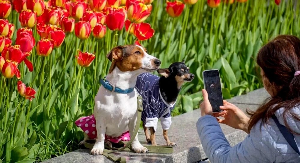 Середина весни порадує українців приємним теплом: прогноз на 15 квітня